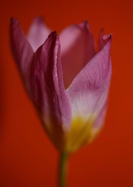 Crocus flower blossoming