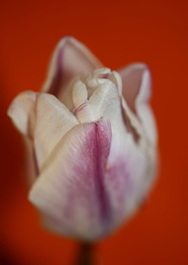 Tulips flowering liliaceae