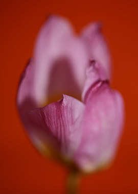 Crocus flower Iridaceae