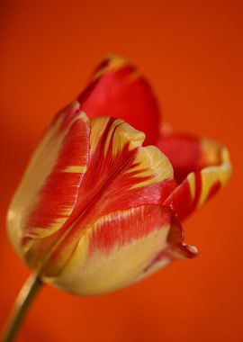 Tulip blossom close up