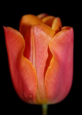 Tulip flower background