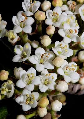 Viburnum flower close up