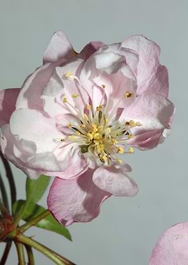 Pink prunus flower macro