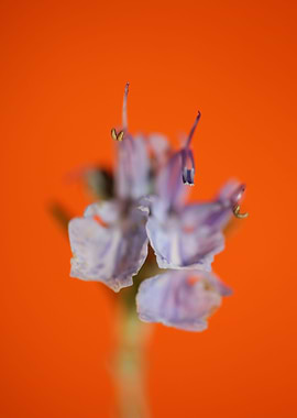 Rosmarinus flower close up