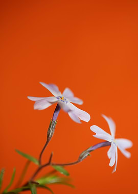 Flower blossoming close up