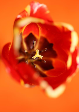 Tulip flower background