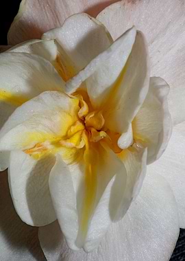 Narcissus dubius flowering