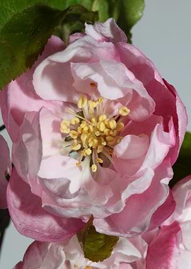 Prunus serrulata blossom
