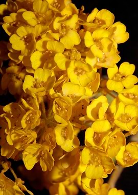 Aurinia saxatilis close up