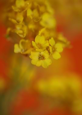 Yellow aurinia flowering