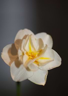 White narcissus blossoming