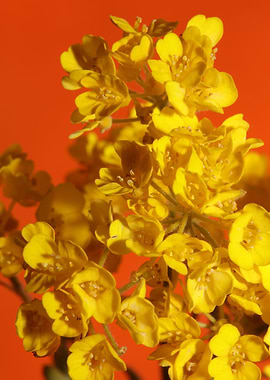 Aurinia saxatilis blossom