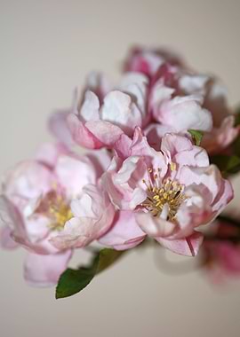 Pink prunus flower macro
