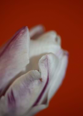 Tulips flowering liliaceae