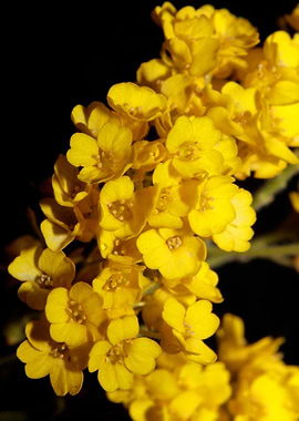 Yellow aurinia flowering