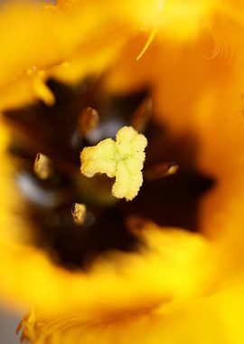Tulipa flowering liliaceae