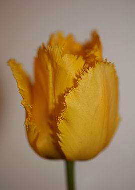 Tulips flower blossoming