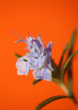 Rosmarinus flower close up