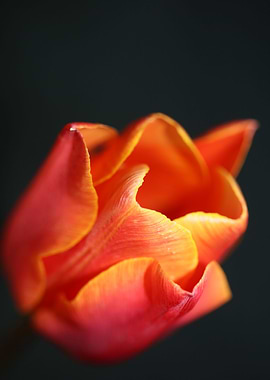 Tulip flower background