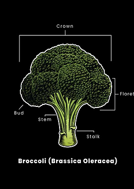 Broccoli