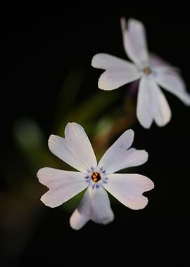 Phlox sabulata flowering