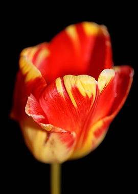 Tulip flower close up