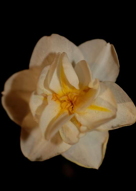 Narcissus dubius flowering