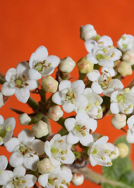 Viburnum flower close up