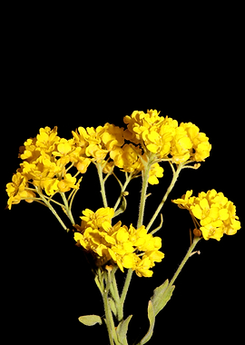 Aurinia saxatilis blossom