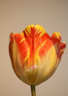 Tulip flower macro shoot