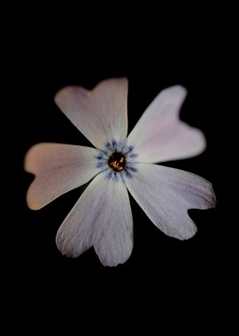 Phlox sabulata blossoming