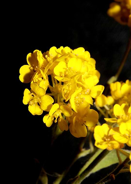 Aurinia saxatilis blossom