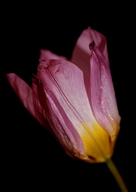 Crocus flower blossoming