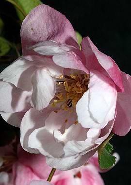 Pink prunus flower macro