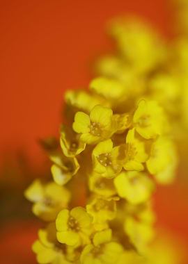 Aurinia saxatilis blossom