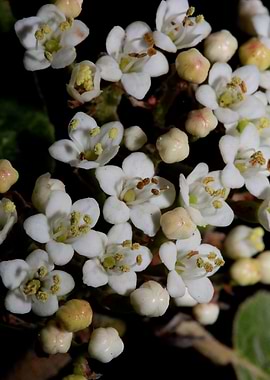 Viburnum tinus flowering