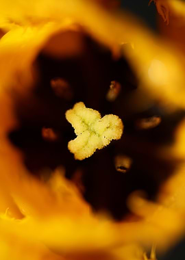 Tulips flower blossoming