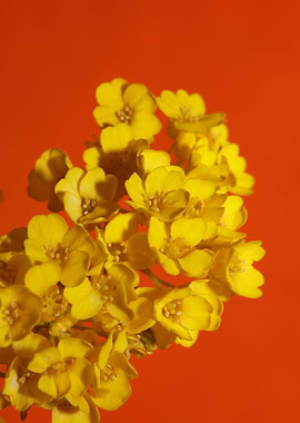 Yellow aurinia flowering