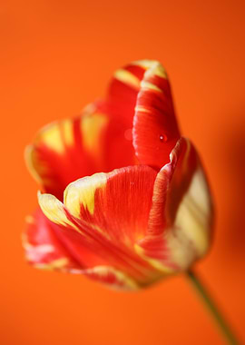 Tulip flower macro shoot