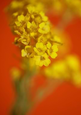 Aurinia saxatilis close up