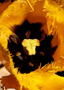 Tulipa flowering liliaceae