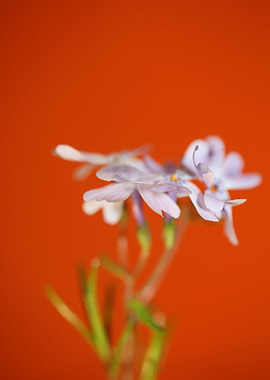 Flower blossoming close up