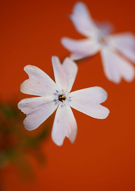 Flower blossoming close up