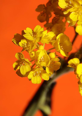 Yellow aurinia flowering