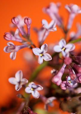 Syringa vulgaris flowering