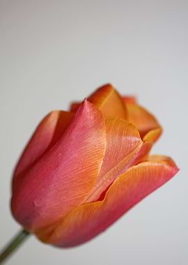 Tulip flower macro shoot