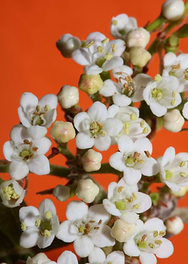 Viburnum flower close up