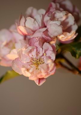 Prunus flower blossoming