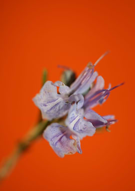 Rosmarinus flower close up
