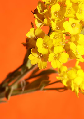 Aurinia flowering blossom